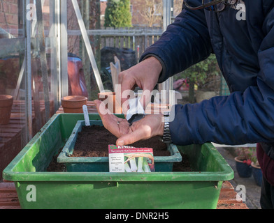 Hobbygärtner Lauch säen in einem Anzuchtkasten innerhalb eines Gewächshauses Stockfoto