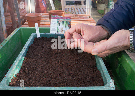 Hobbygärtner Lauch säen in einem Anzuchtkasten innerhalb eines Gewächshauses Stockfoto