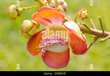 Nahaufnahme der schönen Cannonball Baum Blumen (Couroupita Guianensis).