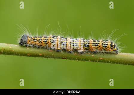 Buff-Tip Falter Raupe (Phalera Bucephala) Stockfoto