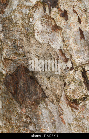 Getarnt Willow Beauty Motte (Peribatodes rhomboidaria) Stockfoto