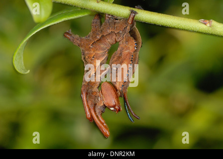 Hummer Moth (Stauropus Fagi) Raupe getarnt als ein totes Blatt Stockfoto