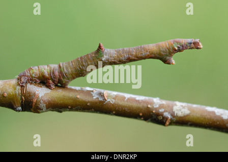 Schwefel Falter Raupe (Opisthograptis Luteolata) getarnt als Zweig Stockfoto