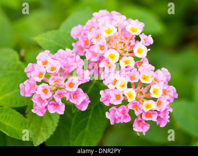 Blüten rosa Wandelröschen. Stockfoto