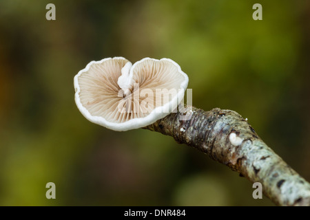 Eine Variable Osterling Pilz Stockfoto