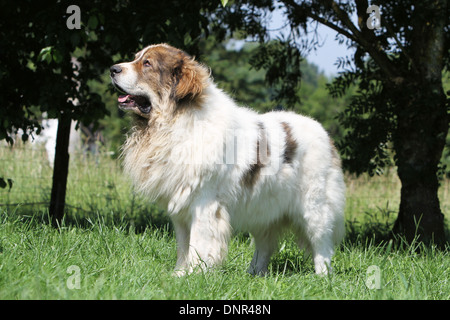 Pyrenäen Mastiff Hund / Mastín del Pirineo / Mâtin des Pyrénées / Erwachsenen steht in einem Garten Stockfoto