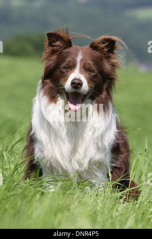 Border-Collie Hund / Erwachsener (rot und weiß) sitzen auf einer Wiese Stockfoto