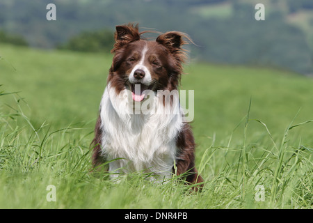 Border-Collie Hund / Erwachsener (rot und weiß) sitzen auf einer Wiese Stockfoto