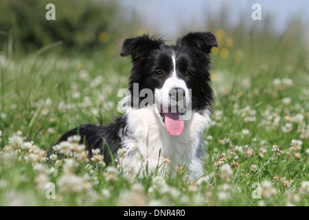 Border-Collie Hund / Welpen (schwarz und weiß) liegt auf einer Wiese Stockfoto