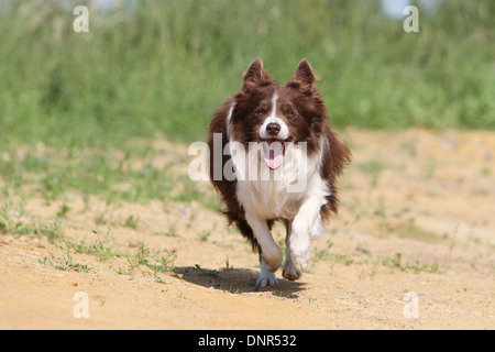 Border-Collie Hund / Erwachsener (rot und weiß) laufen auf dem Boden Stockfoto