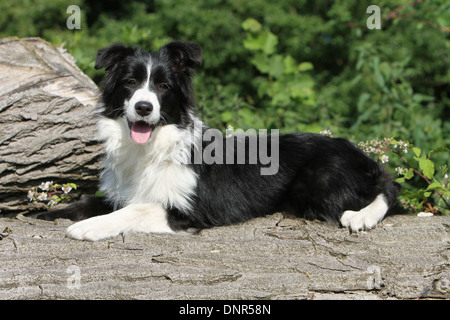Border-Collie Hund / Welpen (schwarz und weiß) auf einem Baumstamm liegend Stockfoto