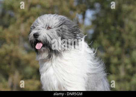 Polnischen Tiefland Sheepdog / Nizinny / Polski Owczarek Nizinny / Erwachsene Porträt Stockfoto