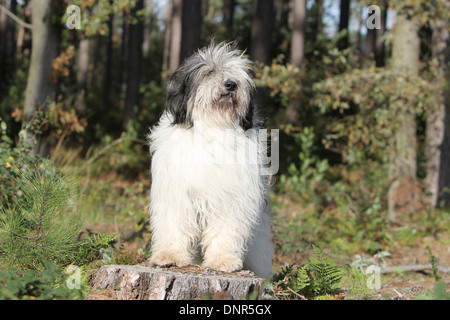 Polnischen Tiefland Sheepdog / Nizinny / Polski Owczarek Nizinny / Erwachsenen auf einem Baumstumpf stehend Stockfoto