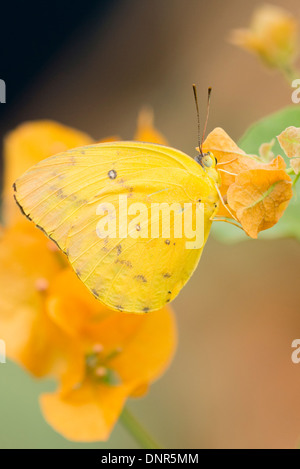 Einen Erwachsenen Orange verjährt Schwefel Butterfly Fütterung Stockfoto