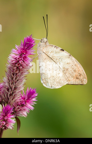 Eine große Orange Tipp Schmetterling Fütterung Stockfoto