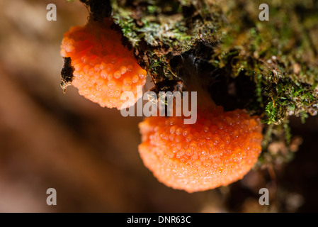 Eine rote Himbeere-Schleim-Form Stockfoto