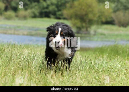 Hund Berner Mountain Dog Erwachsenen laufen auf einer Wiese Stockfoto