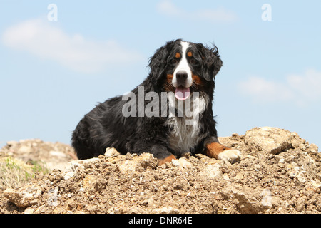 Hund Berner Mountain Dog Erwachsenen auf dem Boden liegend Stockfoto