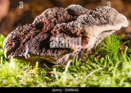 Ein Pilz samt Zahn Stockfoto