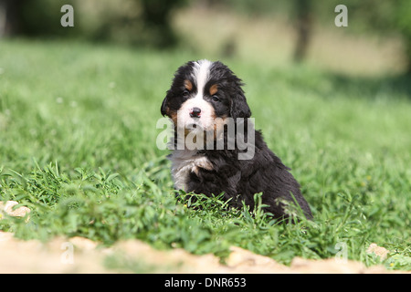 Hund Berner Mountain Dog Welpen sitzen in einem Garten Stockfoto