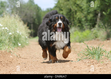 Hund Berner Mountain Dog Erwachsenen läuft in einem Pfad Stockfoto