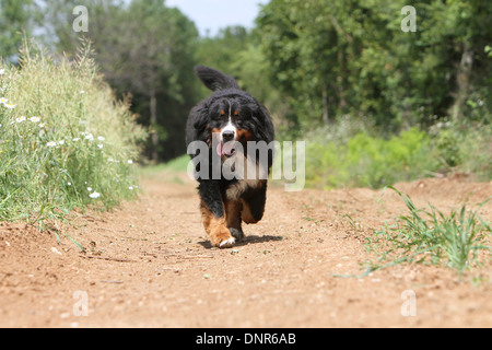 Hund Berner Mountain Dog Erwachsenen läuft in einem Pfad Stockfoto