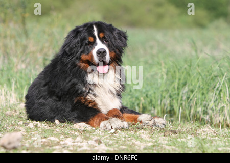 Hund Berner Mountain Dog Erwachsenen in einer Wiese liegen Stockfoto