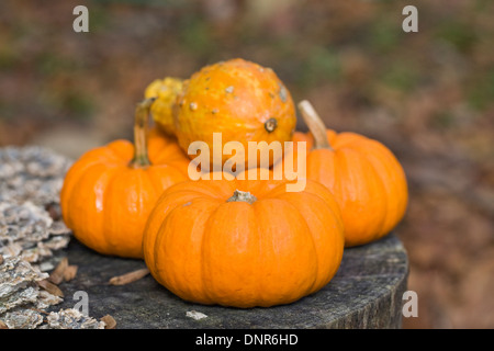 Mini-Kürbisse und Kalebassen auf einem alten Baumstumpf. Stockfoto