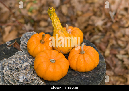 Mini-Kürbisse und Kalebassen auf einem alten Baumstumpf. Stockfoto