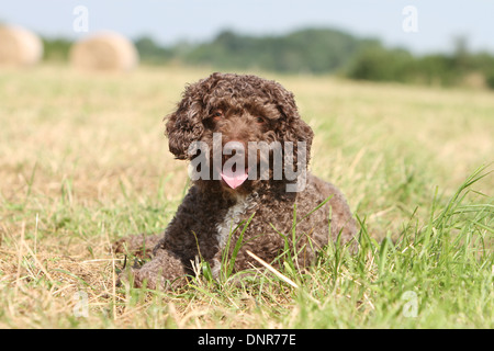 Hund Perro de Agua Espanol / Spanish Water Dog Erwachsenen liegen in einem Feld Stockfoto