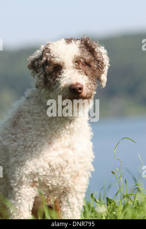 Hund Perro de Agua Espanol / Spanish Water Dog adult Porträt Stockfoto