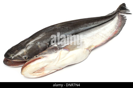 South Asian Boal Fische auf weißem Hintergrund Stockfoto