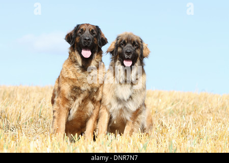 Leonberger Hund / zwei Erwachsene sitzen in einem Feld Stockfoto