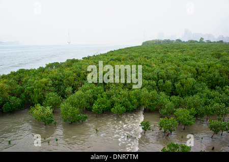 Ansicht der Mangrovenwälder mit Stadtbild im Hintergrund, Tamsui, Taiwan Stockfoto