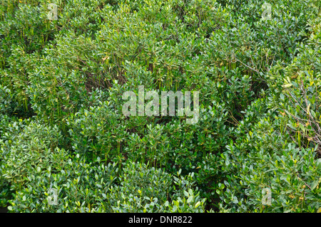 Ansicht der Mangrovenwälder in Tamsui, Taiwan Stockfoto