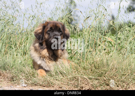 Leonberger Hund / Erwachsene in einer Wiese liegen Stockfoto