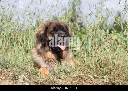 Leonberger Hund / Erwachsene in einer Wiese liegen Stockfoto