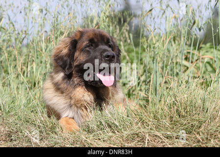 Leonberger Hund / Erwachsene in einer Wiese liegen Stockfoto