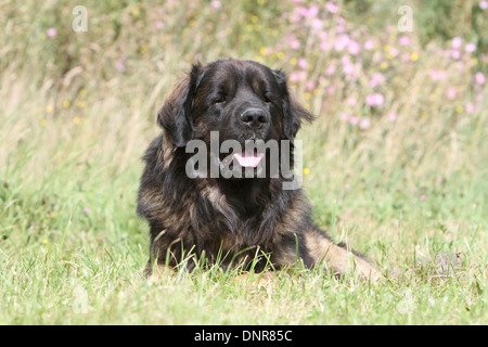 Leonberger Hund / Erwachsene in einer Wiese liegen Stockfoto