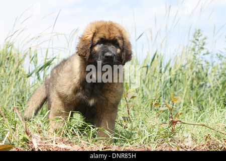 Leonberger Hund / Welpe liegend auf einer Wiese Stockfoto