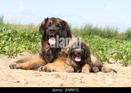 Leonberger Hund / Erwachsene und Welpen in einem Feld Stockfoto