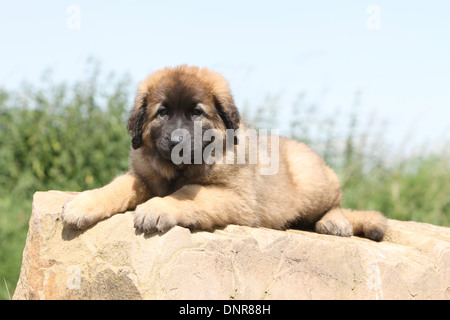 Leonberger Hund / Welpe liegend auf einem Felsen Stockfoto