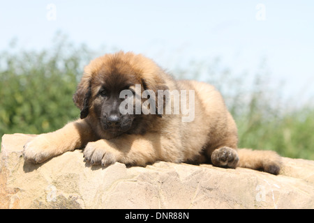 Leonberger Hund / Welpe liegend auf einem Felsen Stockfoto