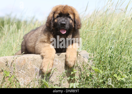 Leonberger Hund / Welpe liegend auf einem Felsen Stockfoto