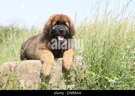 Leonberger Hund / Welpe liegend auf einem Felsen Stockfoto