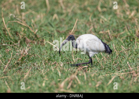 Sacred Ibis (Threskiornis Aethiopicus) im Chobe Nationalpark, Botswana. Stockfoto