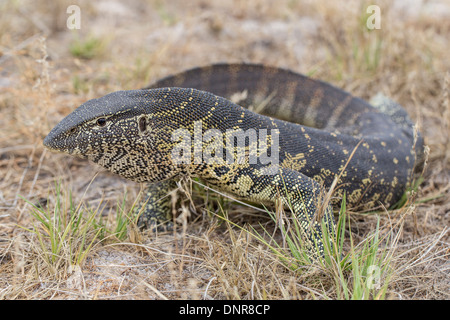 Nilwaran (Varanus Niloticus) am Liuwa Plains Nationalpark in Nordwest-Sambia. Stockfoto