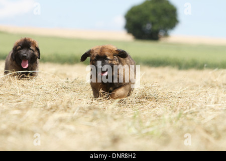 Leonberger Hund / zwei Welpen, die zu Fuß in ein Feld Stockfoto