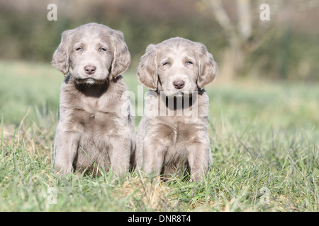 Weimaraner Langhaar Hund / zwei Welpen sitzen auf einer Wiese Stockfoto