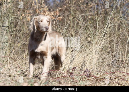 Hund Weimaraner Langhaar / Erwachsene stehen auf einer Wiese Stockfoto